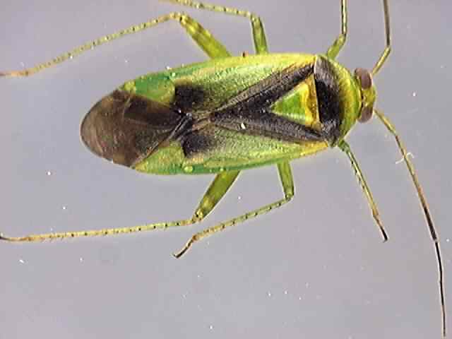 Lygocoris viridis